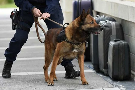 Instagram post from secure_guard_security_services. This post is in position 6.